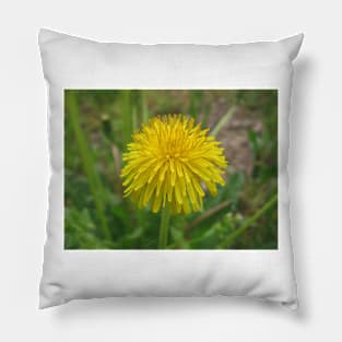 Dandelion flower Pillow