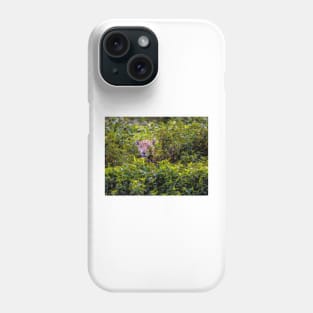 Jaguar, Pantanal, Brazil Phone Case