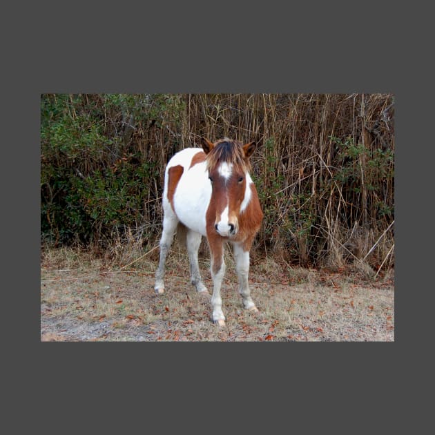 Wild horses, wildlife, Assateague, Island Babe by sandyo2ly