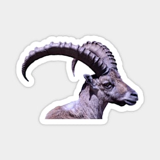 Capricorn II / Swiss Artwork Photography Magnet