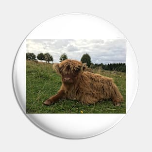 Scottish Highland Cattle Calf 1516 Pin