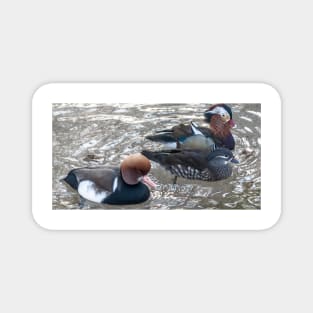 cli chinese ducks Magnet