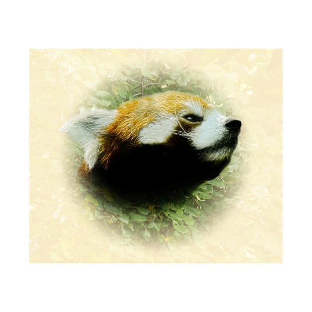 Red panda by Guardi