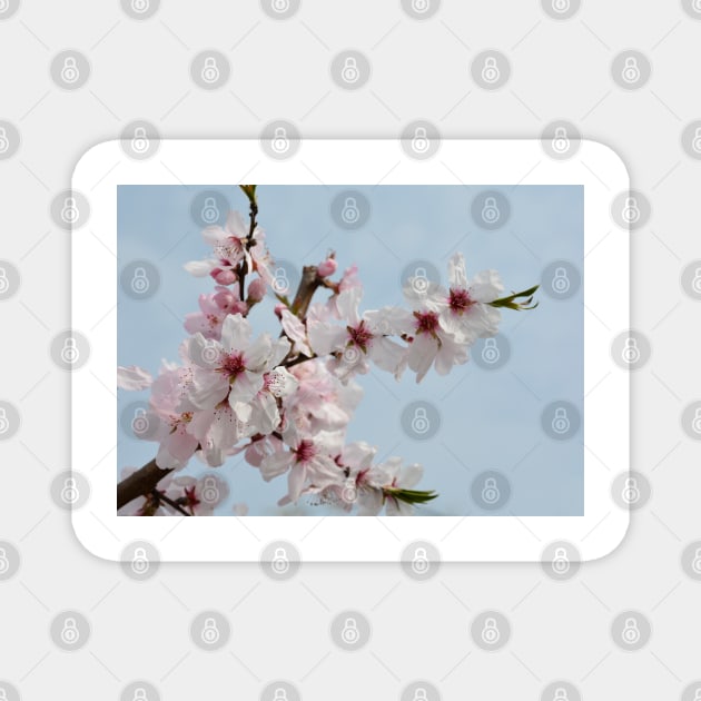 Almond Blossom Magnet by jojobob