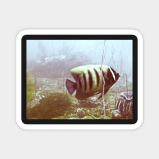 SIX BANDED ANGELFISH Magnet