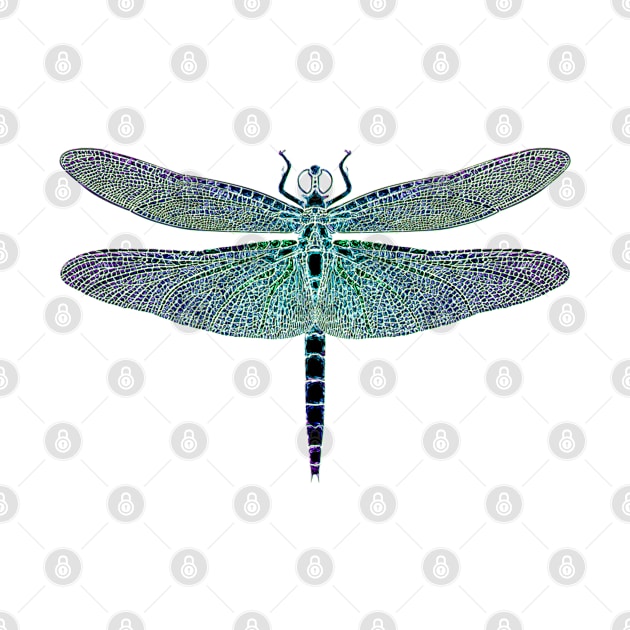 Dragonfly Iridescence by Erno