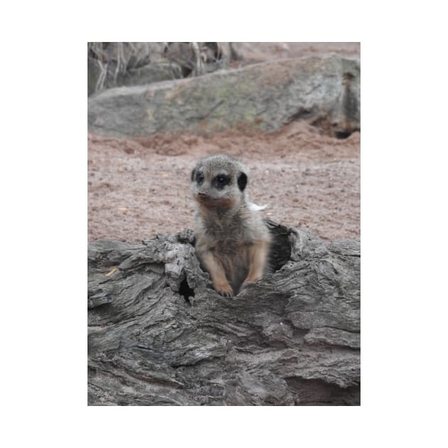 Meerkat by kirstybush