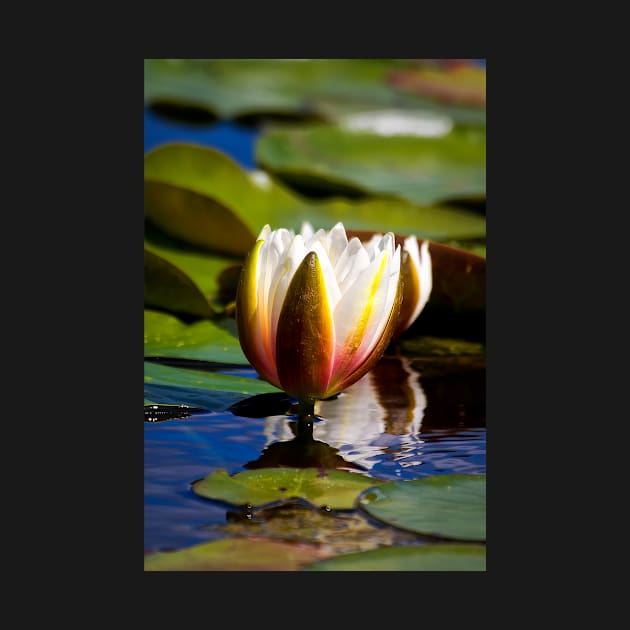Water Lily by Violaman