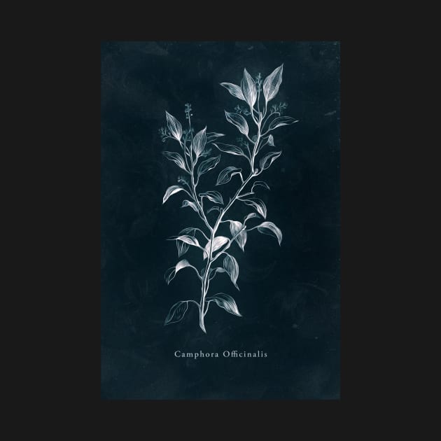 Cyanotype - Camphora Officinalis by PixelHunter