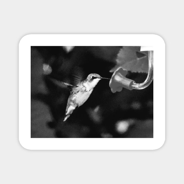 Hummingbird Magnet by PhoToddGraphy