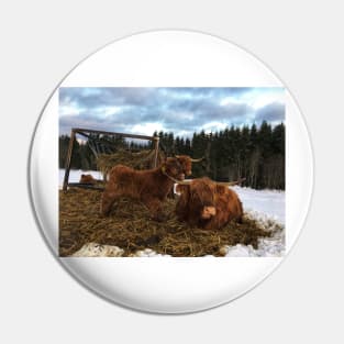 Scottish Highland Cattle Cows and Calf 1618 Pin