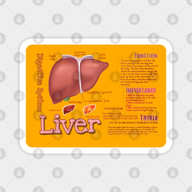 Liver matters to you Magnet by aneworldwithjoy