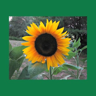 Sunny Sunflower T-Shirt