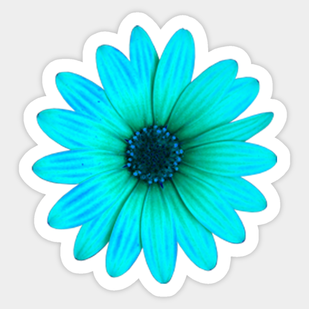 teal blue giant daisy