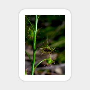 Suppertime For Sundew Magnet