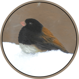 Dark-Eyed Junco T-Shirt