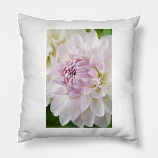 Dahlia  'Eveline'  Decorative  Small Pillow