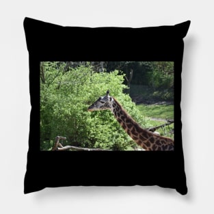 Masai Giraffe Pillow