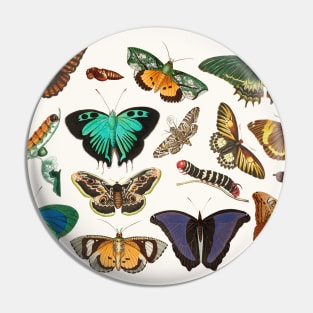 Exotic butterflies Pin