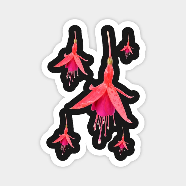 Fuchsia &#39;Pink Fizz&#39; Magnet by chrisburrows