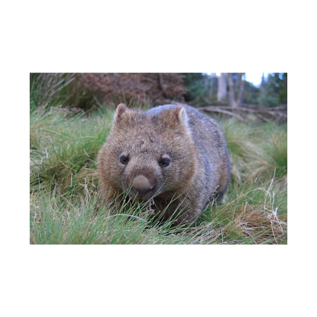 a wombat sitting on top of a grass covered field in tasmania near cradle mountain by Geoff79