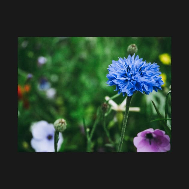 Cornflower by hextrovert