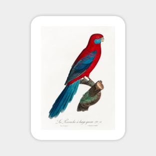 Crimson Rosella. Francois Levaillant Magnet