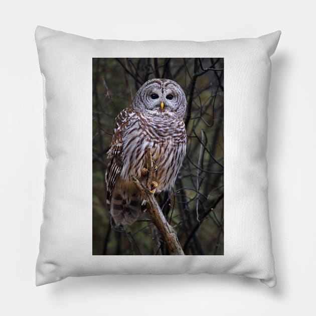 Barred Owl Pillow by Jim Cumming