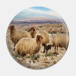 Israel, Mitzpe Ramon. Sheep at Ramon Crater Pin