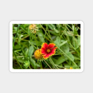 Red Flower with Yellow Petals Among Greenery Magnet