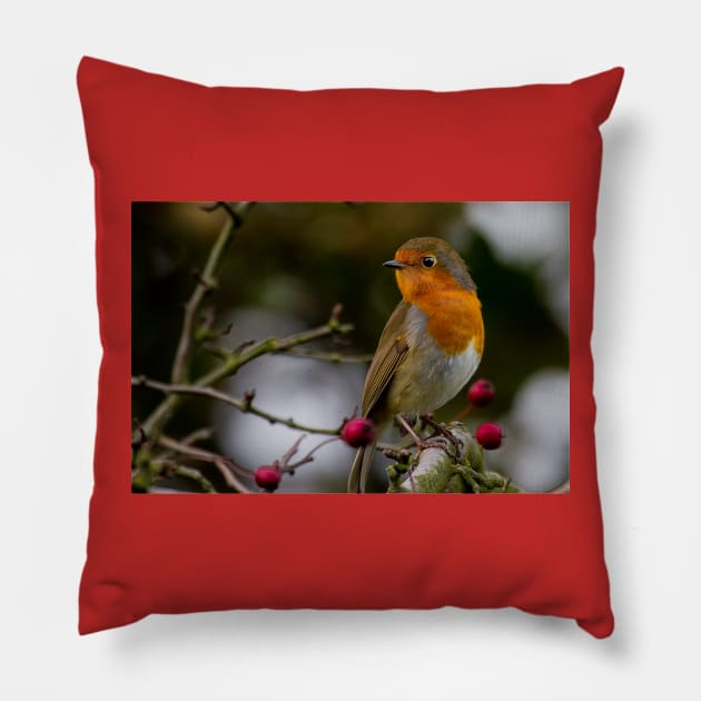 Robin Redbreast Pillow by Violaman