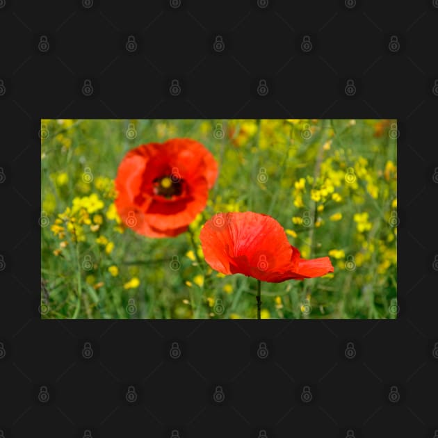 Wild Red Poppies by jojobob