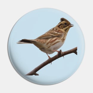 Rustic Bunting Bird Vector Isolated Pin