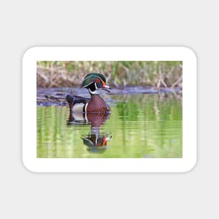 Wood duck Magnet