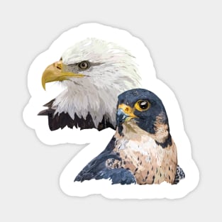 Peregrine Falcon and American Pigargo Magnet