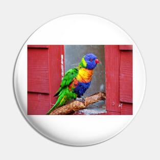 Rainbow Lory Pin