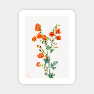 Scarlet Globe Mallow By Mary Vaux Walcott. Magnet