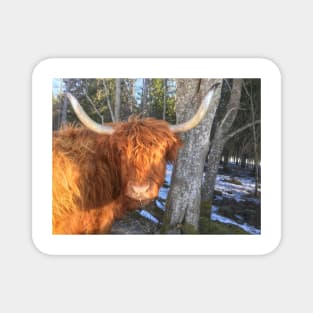 Scottish Highland Cattle Cow 1956 Magnet