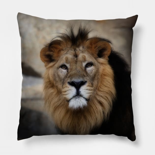 lion - portrait Pillow by hottehue