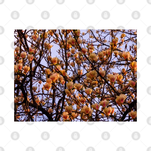 Peach flowers spring colors photography by marghe41