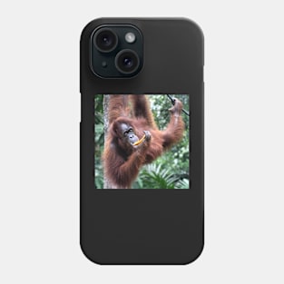 Just Hanging Around, Young Female Orangutan, Borneo Phone Case