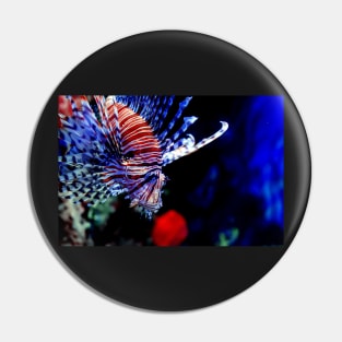 Red lionfish or zebrafish underwater Pin