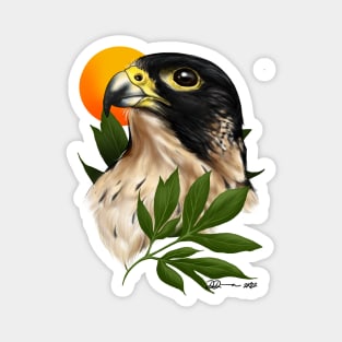 Peregrine Falcon Magnet