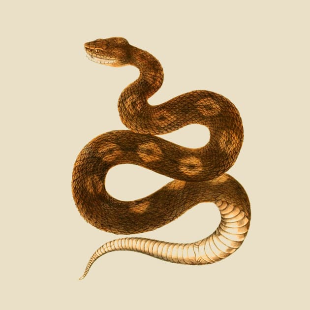 serpent,cobra,reptile,viper,venom,lizard,rattlesnake,king cobra,dragon,hydra,poison,venomous,plumber's snake,pythonidae,pythons,auger,python,squamata,serpentine,worm,big,ophidian,rattlesnakes,medusa,snakebite by vabontchi