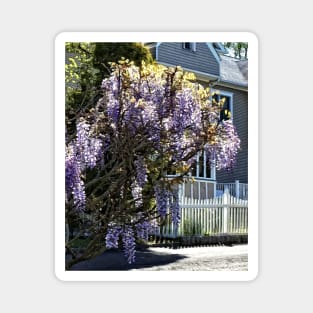 Wisteria in Bloom Magnet