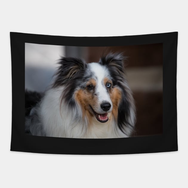 Sheltie Tapestry by SMiddlebrook