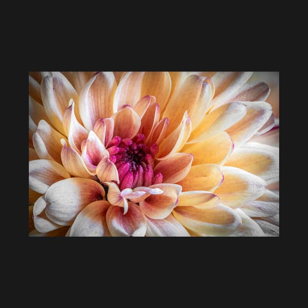 Chrysanthemum Close-up by TonyNorth