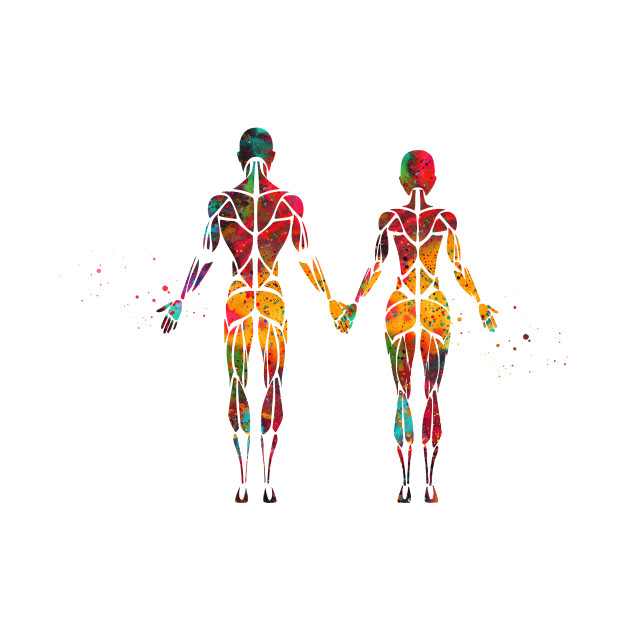 Female and male muscular System - Muscular System - T-Shirt | TeePublic