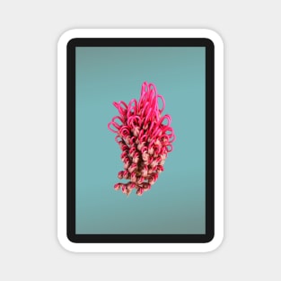 Grevillea on turquoise Magnet