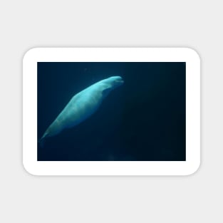 Beluga Whale Swimming Solo Magnet